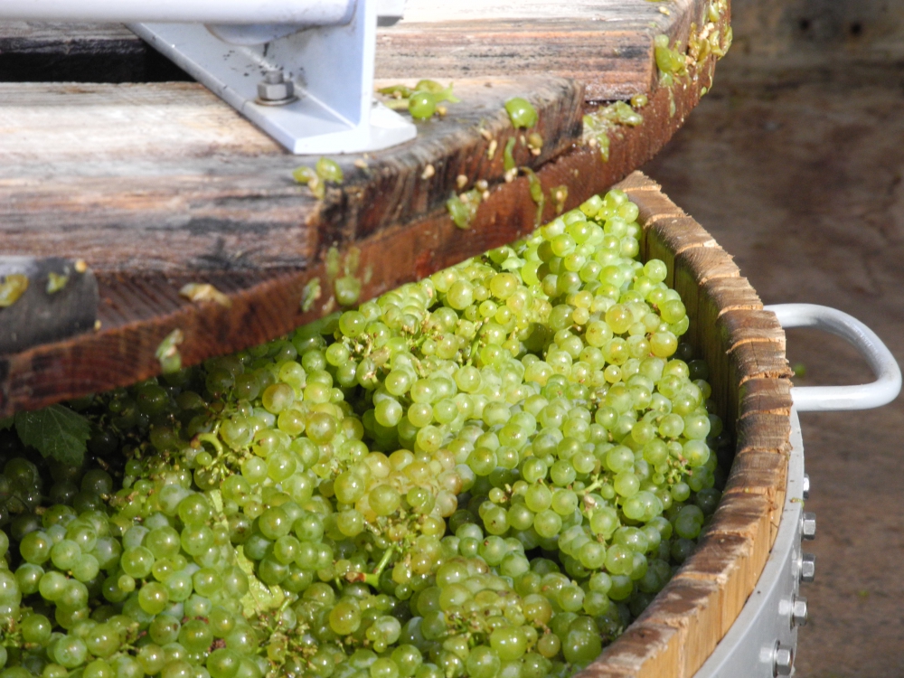 2018 Champagne Harvest – A Vintage Year