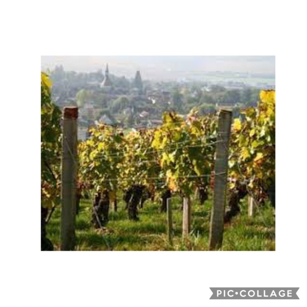 Chablis Invests €4.8M in innovative methanation system for winegrowers