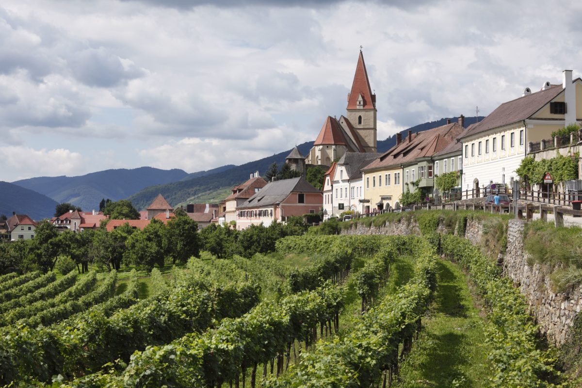 Austrian Wine Harvest – Vintage 2019