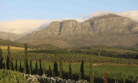 WINE NEWS: ALCOHOL BAN LIFTED, BUT A LONG ROAD TO RECOVERY FOR THE SOUTH AFRICAN WINE INDUSTRY