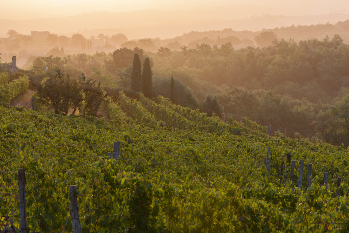 Biondi Santi – The Evolution of a Wine Legend, by Filippo Magnani