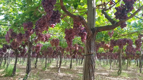 Italian Grape Prices Are Now Listed Online