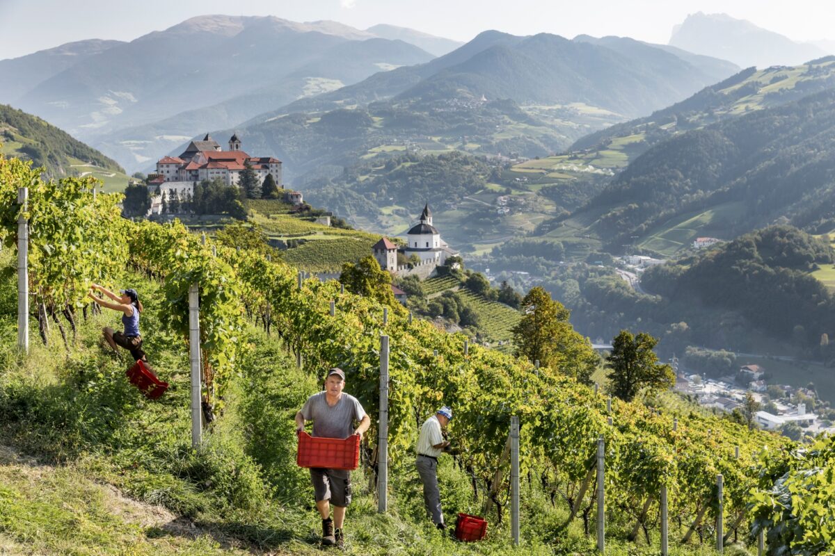 Alto Adige – An Exciting Mosaic of Grapes, People, and Territories to Explore –  Filippo Magnani