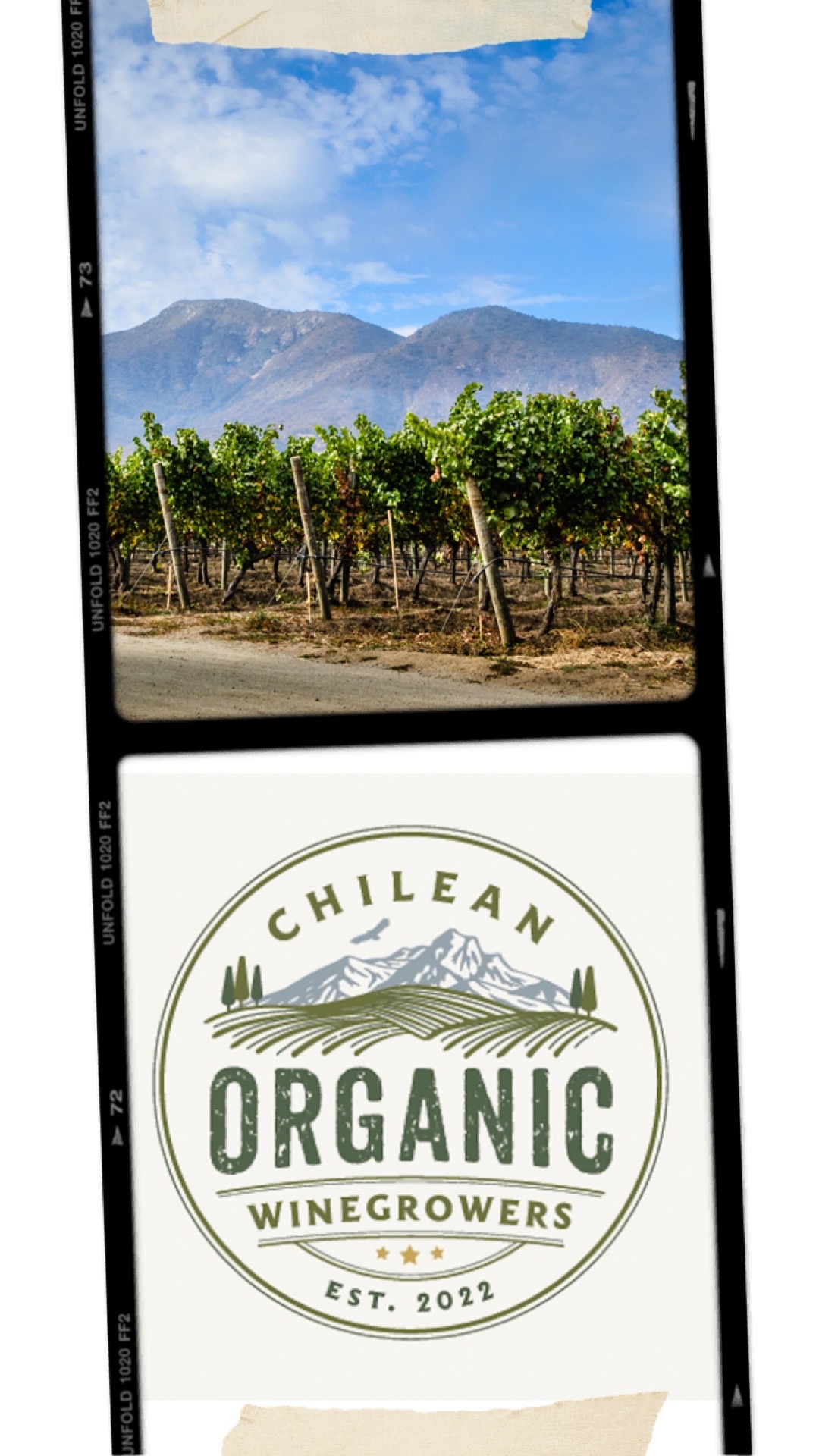 Chile officially launches Organic Wine Association “COW”