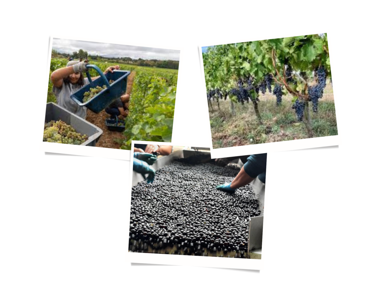 Bordeaux 2022 vintage produces ‘high-quality grapes’