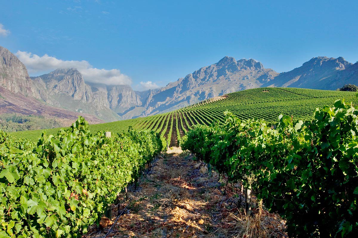 Smart Technology Helps Wine Tourism Grow in South Africa
