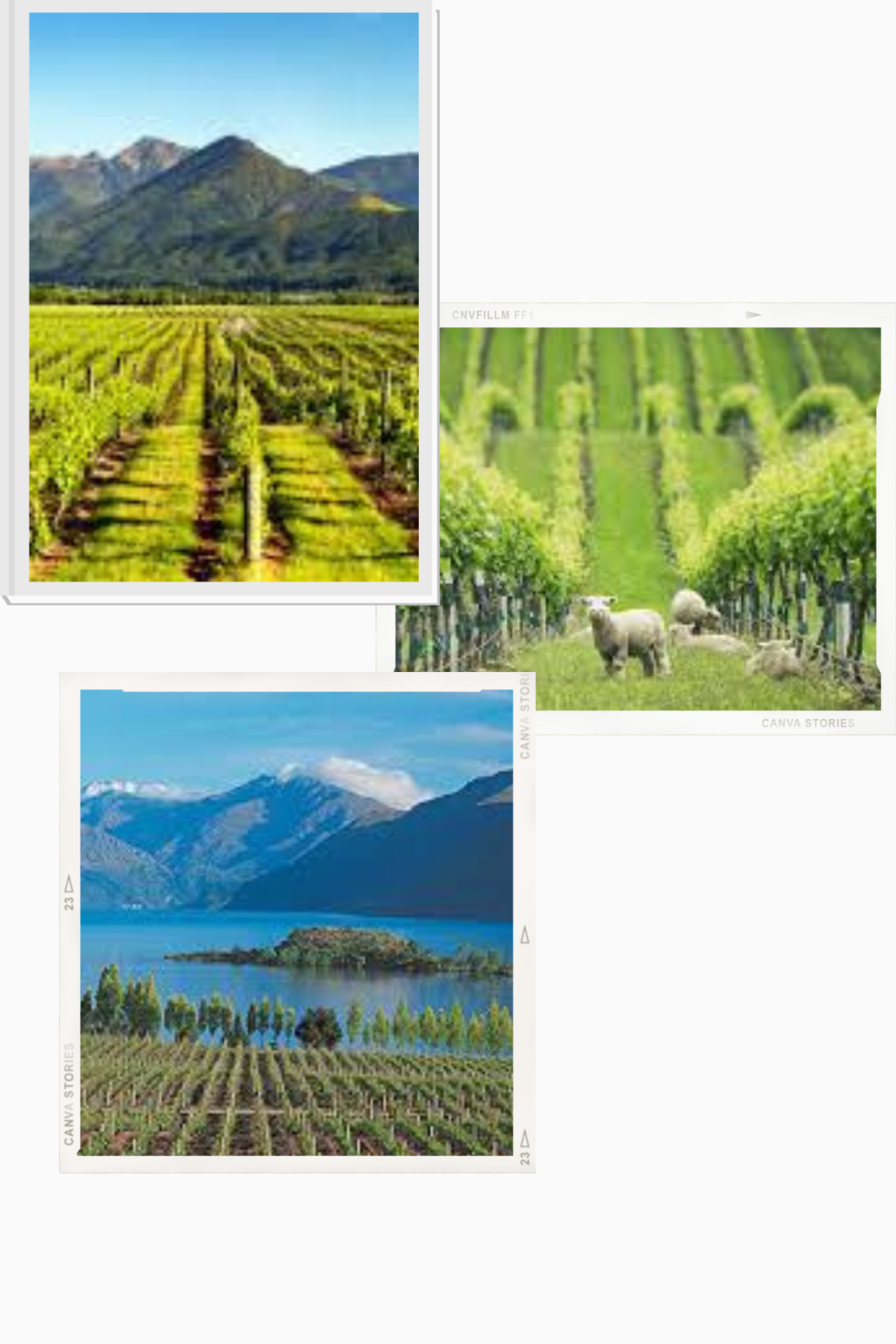 New Zealand Winegrowers highlight “white wine” for the month of May