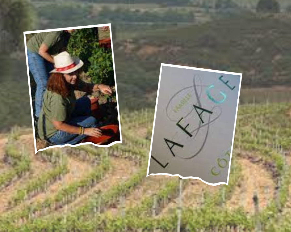 Domaine Lafage (Roussillon) first to start harvest in France