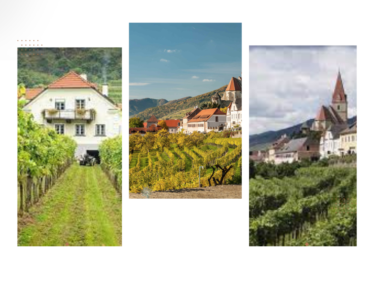 Austria establishes an official Vineyard Classification System